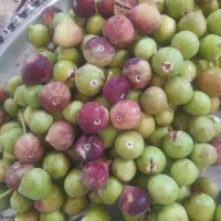 انجیر کوهی