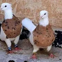 فروش دسته کبوتر