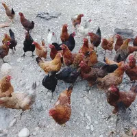 مرغ تخم گذار مهران