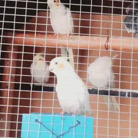 عروس هلندی کاملا دستی وجوان
