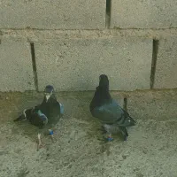 فروش کفتر
