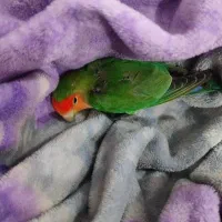 طوطی برزیلی نر