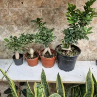 فروش بونسای جینسینگ و پاچیرای سالم