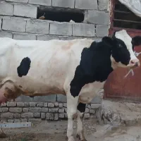 گاو وگوساله