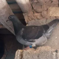 جوجه مسافتی