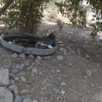 مرغ توخم گذار