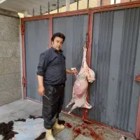 گوسفند زنده