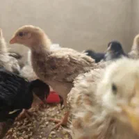 جوجه ۴۵ روزه گوشتی.