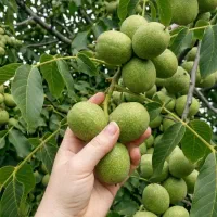 فروش مستقیم نهال درجه‌یک از نهالستان