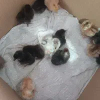 جوجه مرغ اصل محلی