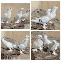 انواع کبوترهای ترکیه ای وارداتی
