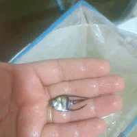 انواع ماهی فلاور هورن آنجل بلو اکارا ارسال رایگان