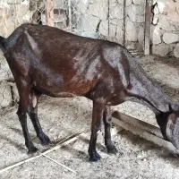 بز افغانی آبستن سه قلوزا، خروس محلی