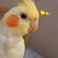 عروس هلندی گمشده