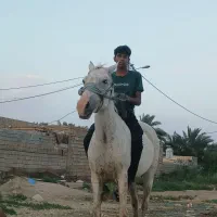 اسماعیلیه