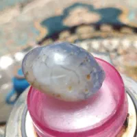 سلام فسیل میگو