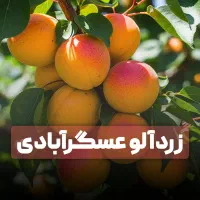 فروش نهال زرد آلو با سود دهی