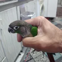 طوطی گرینچیک