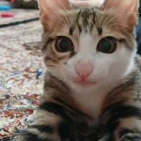 گربه|گربه|قم, انسجام|دیوار