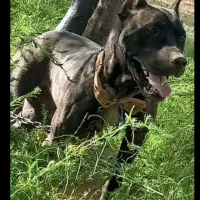 سگ روتوایلر تعلیم شودی