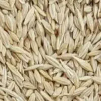 فروش جو آبی رقم جلگه