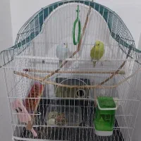 مرغ عشق