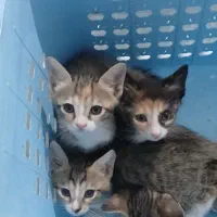 بچه گربه