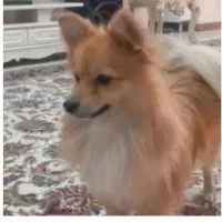 سگ پامر روباهی