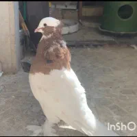 کفتر|پرنده|کوار, |دیوار