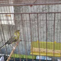 قناری سبز نر و ماده
