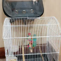 قفس و کیف مخصوص حمل پرنده