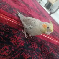 عروس هلندی