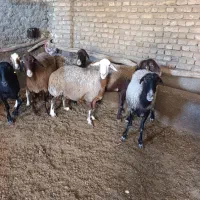 تعداد35راس میش چاق