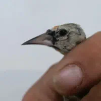 سهره نربزرگ وجوجه نرسبیل زده