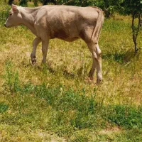 گاو گوساله شاروله نژاده دار مناسب برای نگهداری