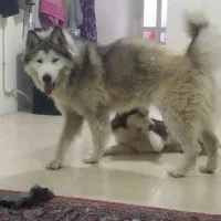 سگ هاسکی
