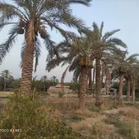 زمین باغ شهری 1000متری
