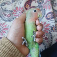 طوطی|پرنده|مریوان, |دیوار