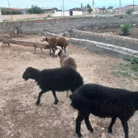 ۶ راس بره پای پروار