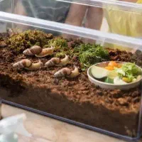 3 عدد حلزون بالغ