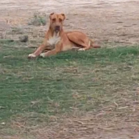 سگ ماده دورگه