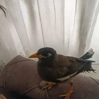 مرغ مینا