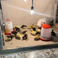 فروش جوجه اردک خارجی