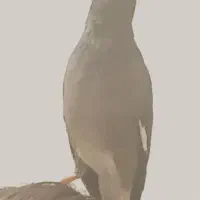 مرغ مینا سخنگو