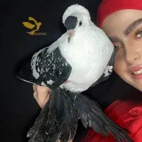 کبوتر زینتی سوآلا سوآلو شطرنجی مشکی