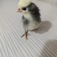 جوجه لهستانی بوف ۱۹۰ هزار تومان