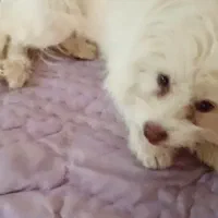 سگ گمشده