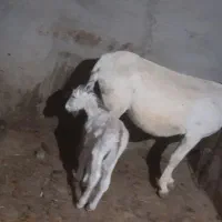خر با گوره خر فروشی
