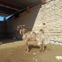 کهره چپش پاکستانی
