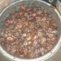 فروش خرمای کبکاب